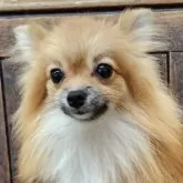 ポメラニアン