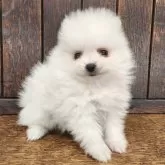 ポメラニアン【大阪府・男の子・2025年9月5日・ホワイト】の写真1