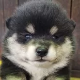 ポメ柴(ポメラニアン×柴犬)【大阪府・女の子・2025年10月2日・黒白】の写真1