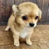 チワックス(チワワ×ダックスフンド)【大阪府・男の子・2025年6月23日・レッド】の写真2