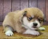 ポメ柴(ポメラニアン×柴犬)【大阪府・女の子・2025年10月2日・赤】の写真3