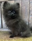 ポメラニアン【大阪府・女の子・2024年8月23日・ブラック】の写真3