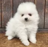 ポメラニアン【大阪府・男の子・2025年9月5日・ホワイト】の写真6