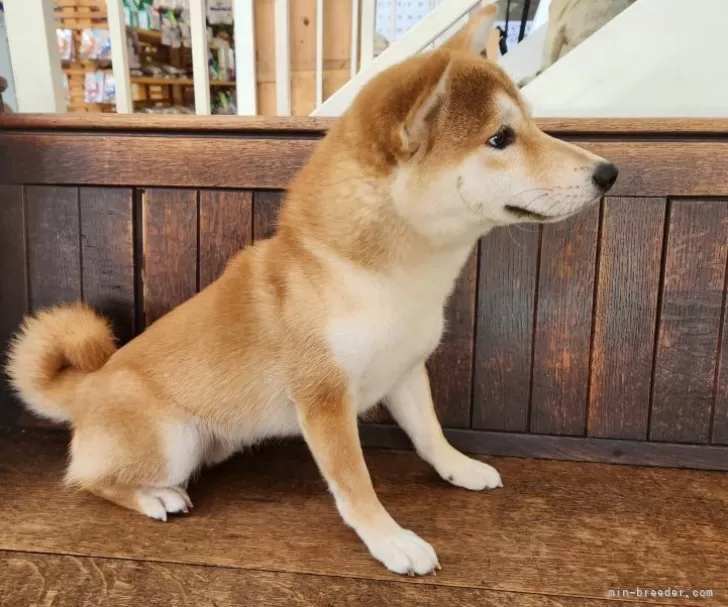 柴犬【大阪府・男の子・2024年10月1日・赤】すこぶる甘えん坊で