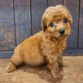 マルプー(マルチーズ×トイプードル)【大阪府・男の子・2025年8月20日・レッドフォーン】の写真7