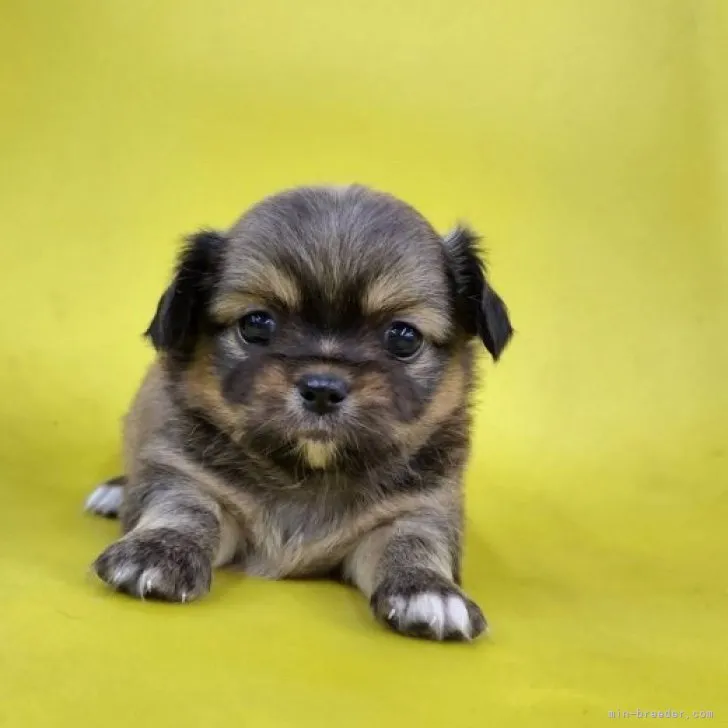ID:2310-04824の子犬