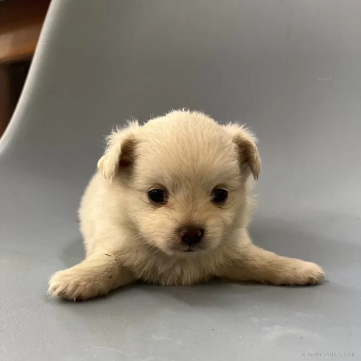 ID：2312-06247の子犬
