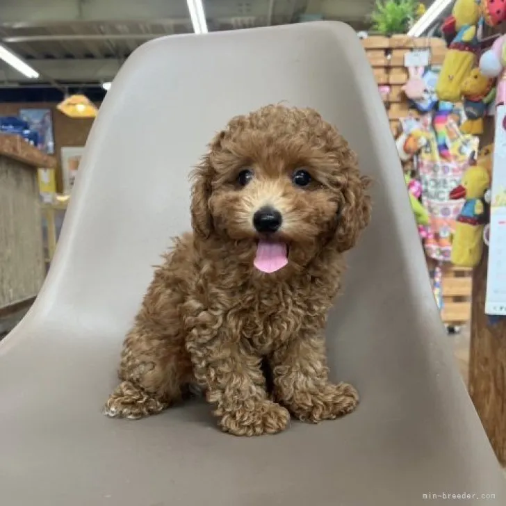 ID：2309-03463の子犬