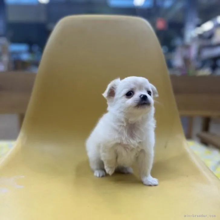 ID：2301-04196の子犬