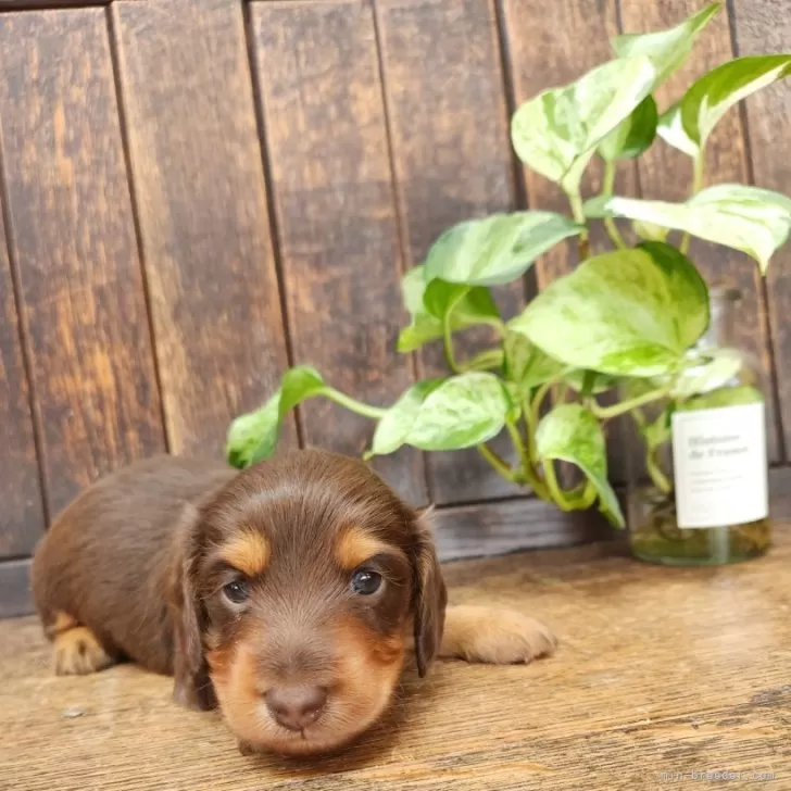 ID:2406-03565の子犬