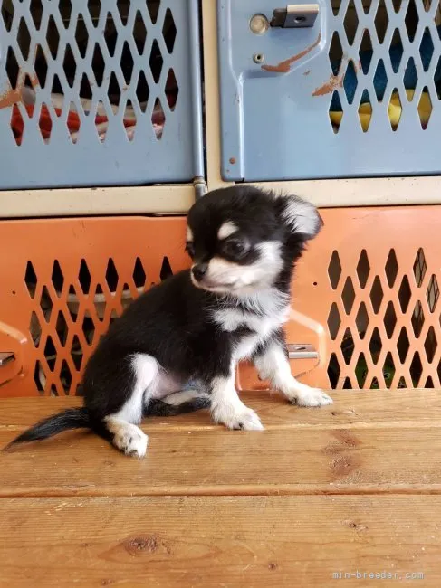 ID：2201-03583の子犬