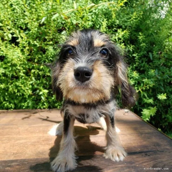 ID:2305-01884の子犬