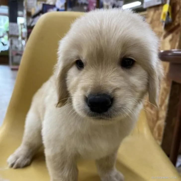 ID：2206-01959の子犬