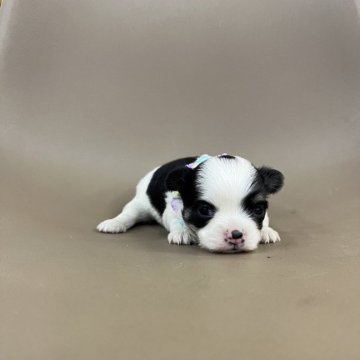 チワワ(ロング)【大阪府・女の子・2024年1月31日・ブラックタン&ホワイト】の写真「可愛いチワワが産まれました🐶」