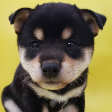 柴犬(豆柴)【大阪府・男の子・2022年7月10日・黒】の写真「可愛い豆柴が産まれました！母豆柴、父柴犬となります」