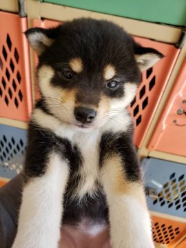 柴犬(豆柴)【大阪府・女の子・2021年12月5日・黒】の写真「可愛い柴犬の女の子です。」