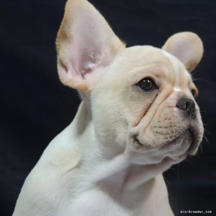 ID：2507-06882の子犬