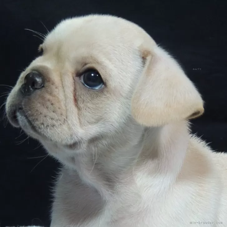 ID:2508-03231の子犬