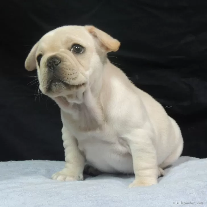 ID：2510-03585の子犬