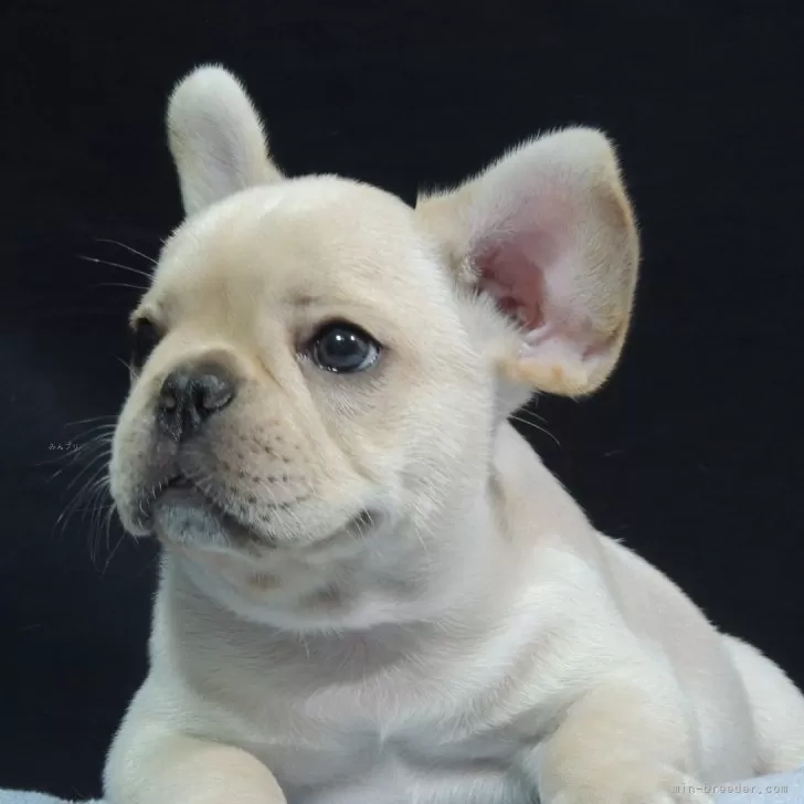 S.K 様のお迎えした子犬