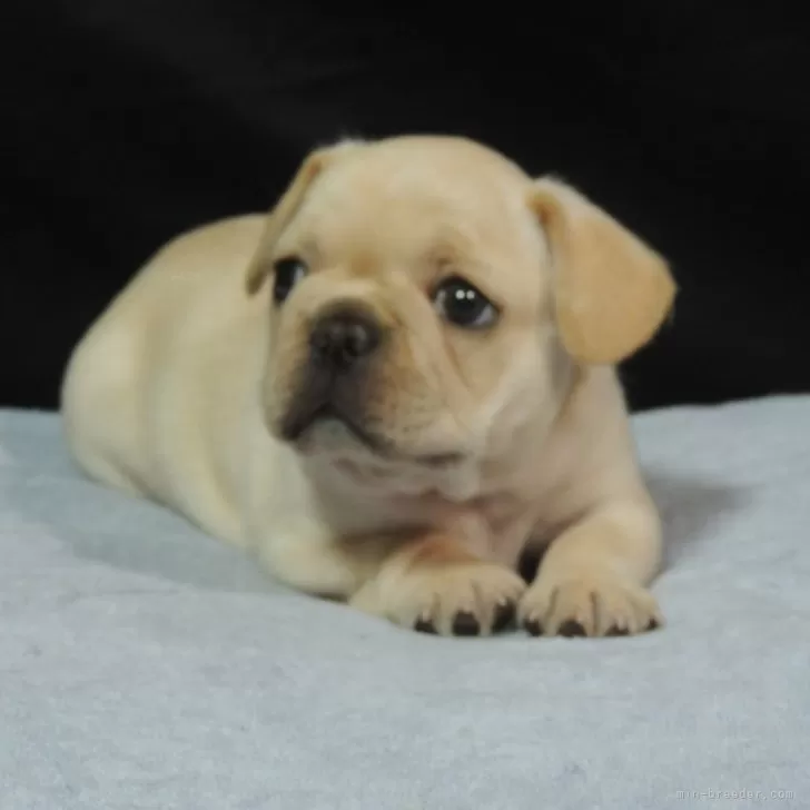 ID:2412-05214の子犬