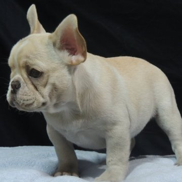 フレンチブルドッグ【新潟県・女の子・2025年7月14日・クリーム】の写真「★アメリカチヤンピオンの仔犬★」