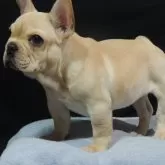 フレンチブルドッグ