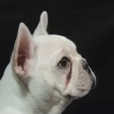 フレンチブルドッグ
