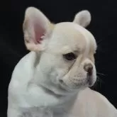 フレンチブルドッグ
