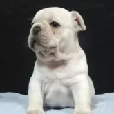 フレンチブルドッグ