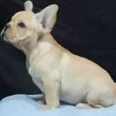 フレンチブルドッグ