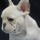 フレンチブルドッグ