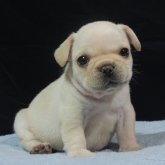 フレンチブルドッグ