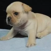 フレンチブルドッグ