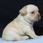 フレンチブルドッグ