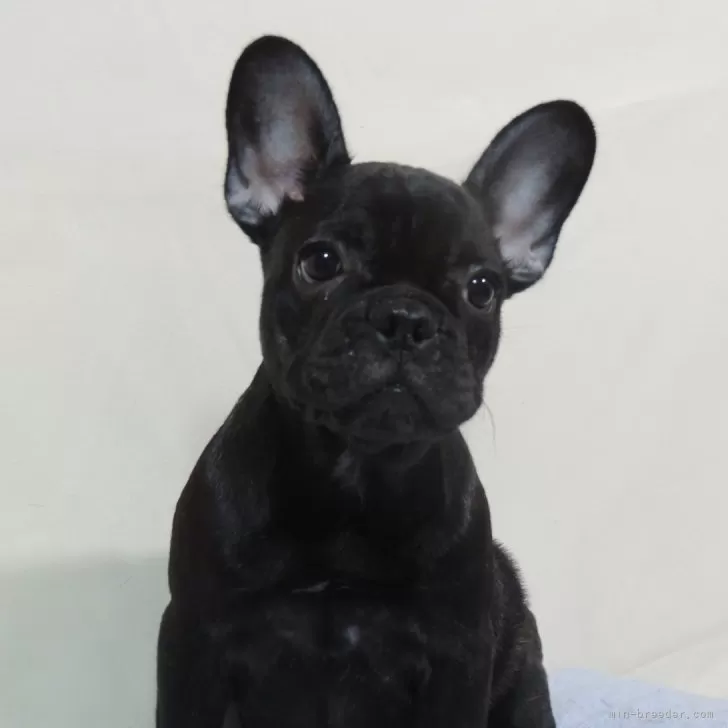 ID:2407-03566の子犬