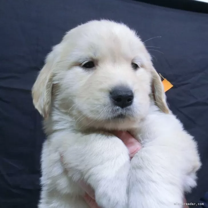 ID:2405-05310の子犬