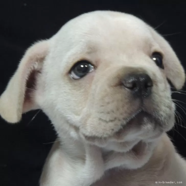 メロン 様のお迎えした子犬