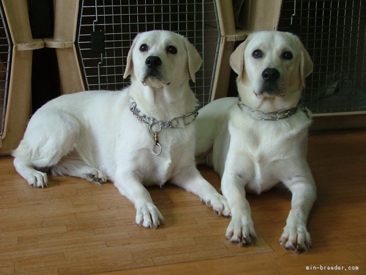 訓練中の1歳の前の中仔犬です。｜青木　敏江(あおき　としえ)ブリーダー(岡山県・ラブラドールレトリバー・JKC登録)の紹介写真3