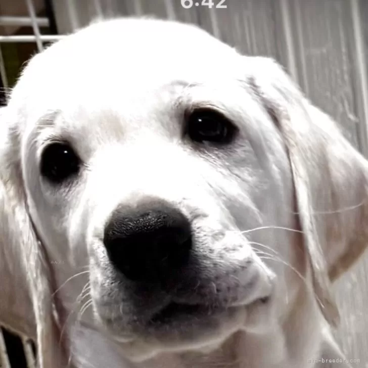 ID:2509-00603の子犬