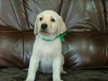 ID:1907-00262の子犬