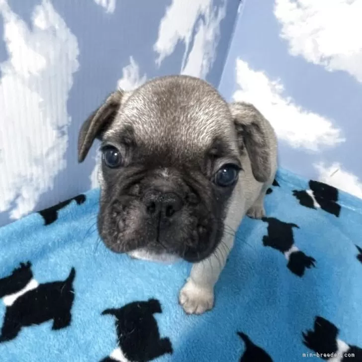 ID:2506-01789の子犬