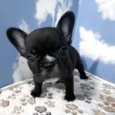 フレンチブルドッグ