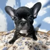 フレンチブルドッグ