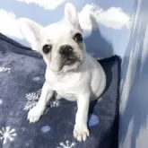 フレンチブルドッグ