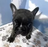 フレンチブルドッグ