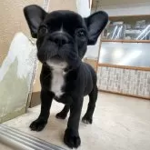 フレンチブルドッグ