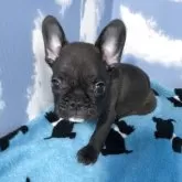 フレンチブルドッグ