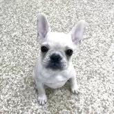 フレンチブルドッグ