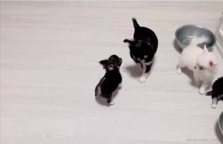 子犬もリビングで遊ばせています。｜鈴木　弘美(すずき　ひろみ)ブリーダー(東京都・チワワ(ロング)など・JKC登録)の紹介写真2